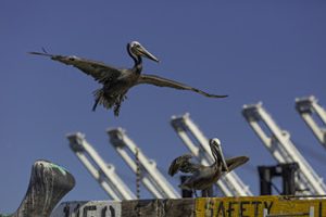 ‘Green Port Progress Report’ marks two decades of achievement